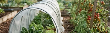 A backyard garden bed featuring a tall A-frame trellis covered in white frost fabric held down with metal pins on a cool autumn morning.