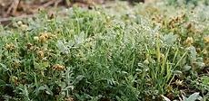 A close-up of a gardener's hands spreading green cover crop seeds over dark, healthy garden soil in a raised bed during autumn.