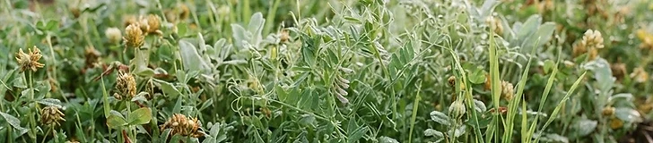A close-up of a gardener's hands spreading green cover crop seeds over dark, healthy garden soil in a raised bed during autumn.