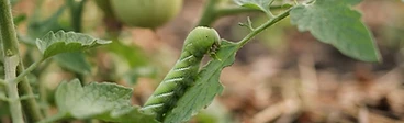 A close-up view of a gardener's hand carefully inspecting the underside of a vibrant green tomato leaf for small pests in a sunny backyard garden.