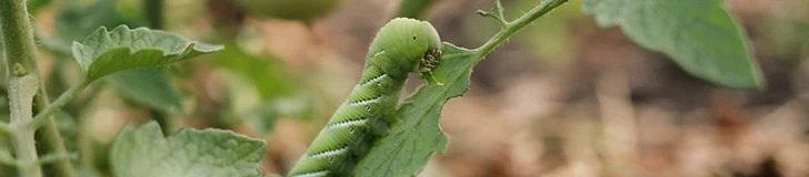 A close-up view of a gardener's hand carefully inspecting the underside of a vibrant green tomato leaf for small pests in a sunny backyard garden.