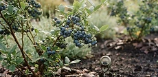 Close-up of ripe blueberries growing on a leafy green bush in a sunlit home garden.
