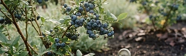 Close-up of ripe blueberries growing on a leafy green bush in a sunlit home garden.