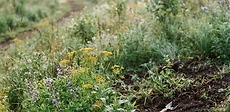 A gardener using hand tools to clear invasive vines from a garden bed while native perennial seedlings wait nearby in pots to be planted.