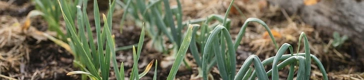Close up of small onion starts planted in neat rows in rich dark soil during a crisp autumn morning.