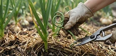 A close-up of a gardener's hands using bypass pruners to snip a curly green garlic scape from a healthy, mulched garden bed.
