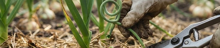 A close-up of a gardener's hands using bypass pruners to snip a curly green garlic scape from a healthy, mulched garden bed.