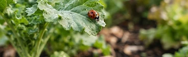 A ladybug on a young kale leaf in a vegetable garden.