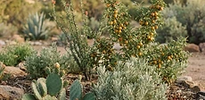A drought-tolerant garden featuring a pomegranate tree surrounded by purple lavender and mulch under a bright blue sky.