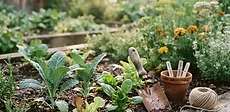 A gardener holding a handheld soil thermometer in a lush, raised vegetable bed during the early spring.
