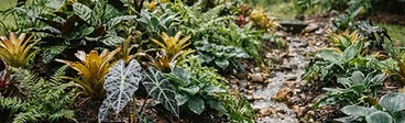 A raised garden bed with healthy green tropical plants after a rain shower, showing clear drainage and moist soil.