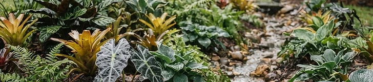 A raised garden bed with healthy green tropical plants after a rain shower, showing clear drainage and moist soil.
