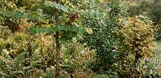 A young native serviceberry tree planted in a mulched bed with wildflowers growing around the base in a suburban backyard.