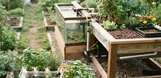 A large, professional-looking backyard aquaponics system featuring IBC totes and a raised wooden grow bed filled with lush green kale and herbs.