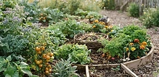 A flourishing vegetable garden bed with a central compost basket surrounded by lush lettuce, tall tomato plants, and healthy green vines.