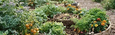 A flourishing vegetable garden bed with a central compost basket surrounded by lush lettuce, tall tomato plants, and healthy green vines.