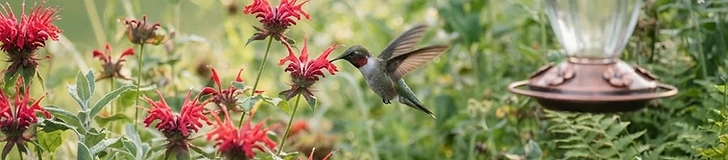 A vibrant ruby-throated hummingbird hovering near a bright red salvia flower in a lush garden.