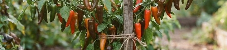 A close-up of a green pepper plant in a home garden with a wooden stake supporting the main stem tied with a soft green garden ribbon.