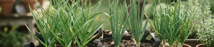 Several fabric grow bags filled with healthy green garlic shoots sit on a wooden patio deck in a sunny backyard garden.