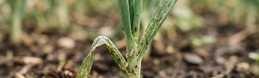 A close-up view of a gardener's hands inspecting green onion stalks for signs of pest damage in a raised bed garden.