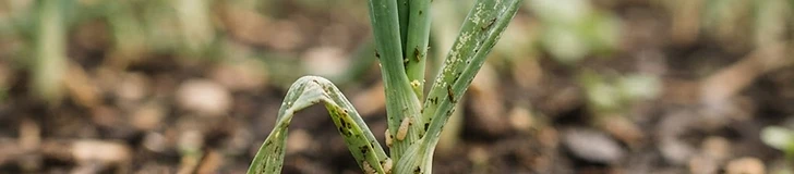 A close-up view of a gardener's hands inspecting green onion stalks for signs of pest damage in a raised bed garden.
