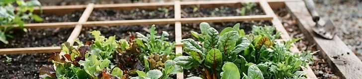 A close-up view of a lush, vibrant green square-foot garden bed filled with various loose-leaf lettuces and arugula, ready to be harvested with garden shears.