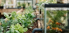 A close-up view of vibrant green lettuce growing in clay pebbles with clear water trickling through the roots in a home aquaponics setup.