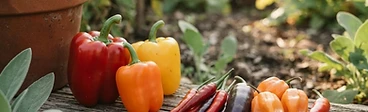 A vibrant harvest of assorted bell and chili peppers of various colors and shapes resting in a wooden basket on a garden potting bench.