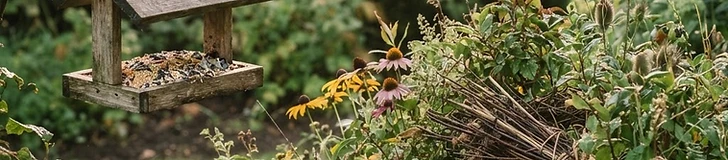 A peaceful backyard garden with a concrete birdbath surrounded by native purple coneflowers and dense evergreen shrubs.