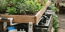 Close-up of a person testing the water quality of a backyard aquaponics system with a dropper and a colorful testing chart.
