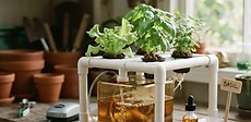 A close-up of a leafy green lettuce plant growing in a white net pot suspended inside a clean, opaque bucket with visible roots submerged in water.