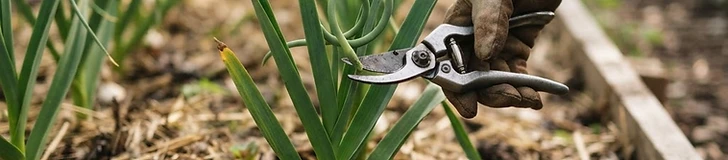 Close up of a pair of garden shears cutting a curly green garlic scape from a vibrant, healthy garlic plant in a mulched garden bed.