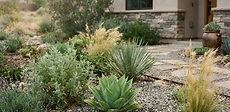 A front yard garden filled with diverse drought-tolerant perennials like lavender and ornamental grasses growing in natural mulch beds.