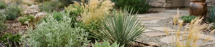 A front yard garden filled with diverse drought-tolerant perennials like lavender and ornamental grasses growing in natural mulch beds.