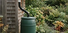 A blue plastic rain barrel positioned on a cinder block base next to a house downspout in a lush green backyard.