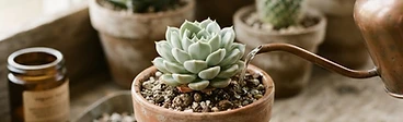 A close-up shot of a healthy green Echeveria succulent in a terracotta pot sitting on a bright windowsill.
