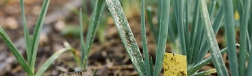 A close-up view of a green onion stalk showing light, silvery damage patterns caused by thrips, with blurred garden soil in the background.