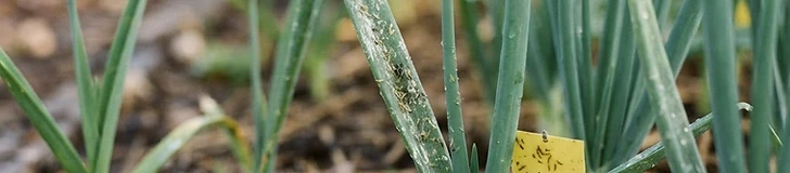 A close-up view of a green onion stalk showing light, silvery damage patterns caused by thrips, with blurred garden soil in the background.