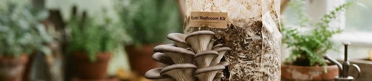 A close-up view of a cardboard mushroom kit sitting on a wooden kitchen counter with small white oyster mushroom clusters emerging from a cut in the side.