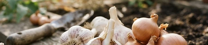 Close-up view of a gardener's hands holding a large, well-formed garlic bulb next to a harvest basket on a wooden potting bench.