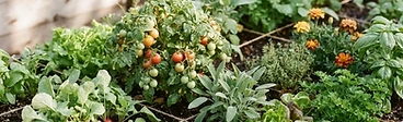A raised garden bed with a wooden grid containing thriving rows of various green vegetables and trellised vines in a backyard.