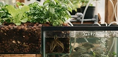A close-up of vibrant green lettuce growing in an aquaponic raft system with clear water visible beneath.