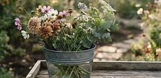 A pair of sharp garden shears cutting a colorful zinnia stem in a sunny flower bed with a bucket of water nearby.