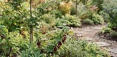 A young fruit tree sapling planted in a mulched bed with a small wooden garden stake beside it in a sunny backyard.