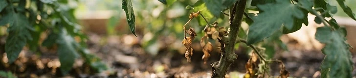 The Deep Soak Strategy: Building Stronger Roots Through Infrequent Watering
