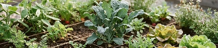 A close-up of a wooden square-foot garden bed showing a mix of vibrant green kale and young radish seedlings growing in clearly defined grid sections.