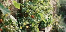 A lush, green vertical garden growing on a sturdy wooden trellis attached to a sunny, light-colored brick wall.