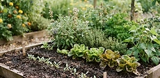 A close-up view of a gardener's hands planting small vegetable seeds into rich, dark, moist soil in a raised garden bed during a sunny summer day.