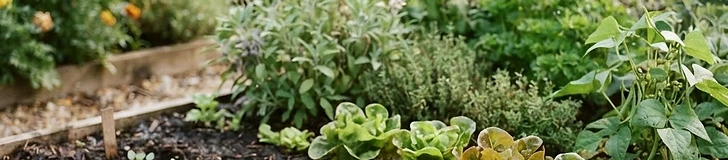 A close-up view of a gardener's hands planting small vegetable seeds into rich, dark, moist soil in a raised garden bed during a sunny summer day.