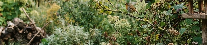 A diverse garden bed featuring tall native shrubs in the back, flowering perennials in the middle, and low-growing ground cover in the front.
